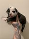 English Bulldog Puppies for sale in Toms River, NJ 08755, USA. price: $1,800