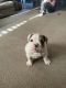English Bulldog Puppies for sale in Marana, AZ, USA. price: NA