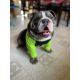 English Bulldog Puppies for sale in Warden, WA 98857, USA. price: $5,000