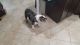 English Bulldog Puppies for sale in Fort Myers, FL, USA. price: $5,000