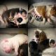 English Bulldog Puppies for sale in Locust Grove, GA, USA. price: $3,800