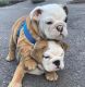 English Bulldog Puppies for sale in Washington, DC, USA. price: $1,500