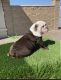English Bulldog Puppies for sale in Fresno, CA, USA. price: $3,500