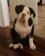 English Bulldog Puppies for sale in Cleveland, AL, USA. price: $1,500