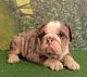 English Bulldog Puppies for sale in Altamonte Springs, FL, USA. price: NA