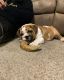 English Bulldog Puppies for sale in Middleburg, FL 32068, USA. price: $2,500