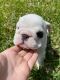 English Bulldog Puppies for sale in 106 W Ryan Ave, Calera, OK 74730, USA. price: NA