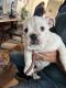 English Bulldog Puppies for sale in Fort Worth, TX, USA. price: $1,500