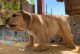 English Bulldog Puppies for sale in Sugar Land, TX, USA. price: $2,200