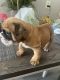 English Bulldog Puppies for sale in Riverside, CA 92509, USA. price: $2,700