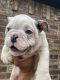 English Bulldog Puppies for sale in Josephine, TX, USA. price: $5,000