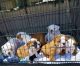 English Bulldog Puppies for sale in San Francisco, CA, USA. price: NA