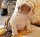 English Bulldog Puppies for sale in St Cloud, FL, USA. price: $4,000