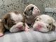English Bulldog Puppies for sale in Katy, TX, USA. price: $4,500