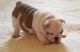 English Bulldog Puppies for sale in St Cloud, FL, USA. price: $3,500