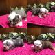 English Bulldog Puppies for sale in Umpire, AR 71833, USA. price: $2,500