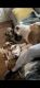 English Bulldog Puppies for sale in Buffalo, NY 14214, USA. price: $1,000