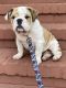 English Bulldog Puppies for sale in Alameda, CA, USA. price: $3,000
