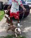English Bulldog Puppies for sale in Baton Rouge, LA, USA. price: $4,500