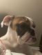 English Bulldog Puppies for sale in Hillsborough Township, NJ 08844, USA. price: NA