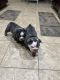 English Bulldog Puppies for sale in Sherman, TX, USA. price: $3,500
