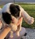 English Bulldog Puppies for sale in Mercersburg, PA 17236, USA. price: $2,500