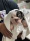 English Bulldog Puppies for sale in Sherman, TX, USA. price: $2,500