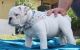 English Bulldog Puppies for sale in La Verne, CA 91750, USA. price: $2,300