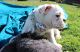 English Bulldog Puppies for sale in La Verne, CA 91750, USA. price: NA