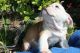 English Bulldog Puppies for sale in La Verne, CA 91750, USA. price: $1,900