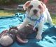 English Bulldog Puppies for sale in La Verne, CA 91750, USA. price: $2,000