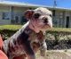 English Bulldog Puppies for sale in Sarasota, FL, USA. price: NA