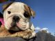 English Bulldog Puppies for sale in Louisville, KY, USA. price: $3,000
