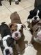 English Bulldog Puppies for sale in San Bernardino, CA, USA. price: $3,500