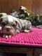 English Bulldog Puppies for sale in Umpire, AR 71833, USA. price: $3,500