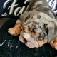 English Bulldog Puppies for sale in Jurupa Valley, CA 91752, USA. price: NA