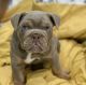 English Bulldog Puppies for sale in Broward County, FL, USA. price: $3,500