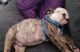 English Bulldog Puppies for sale in Canton, MI, USA. price: $2,000