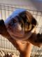 English Bulldog Puppies for sale in Chula Vista, CA 91910, USA. price: $3,000