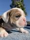 English Bulldog Puppies for sale in Montclair, CA, USA. price: NA