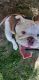 English Bulldog Puppies for sale in Hanoverton, OH 44423, USA. price: NA