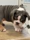 English Bulldog Puppies for sale in Fort Worth, TX, USA. price: $3,000