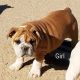 English Bulldog Puppies for sale in Victorville, CA, USA. price: $1,500