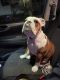 English Bulldog Puppies for sale in La Porte, TX 77571, USA. price: $3,000
