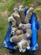 English Bulldog Puppies for sale in Warrenton, VA, USA. price: $2,500