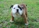 English Bulldog Puppies for sale in Anderson, SC 29621, USA. price: $1,500