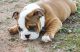 English Bulldog Puppies for sale in Anderson, SC 29621, USA. price: $3,500