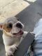 English Bulldog Puppies for sale in Victoria, TX, USA. price: $2,200