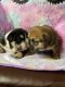 English Bulldog Puppies for sale in McDonough, GA, USA. price: NA