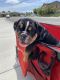 English Bulldog Puppies for sale in Dixon, CA 95620, USA. price: $3,500